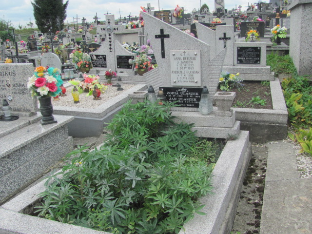 Grób Zofia Ulaszek